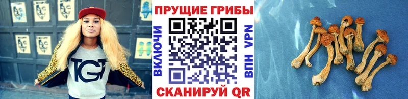 Галлюциногенные грибы Cubensis  купить наркотик  Любим 